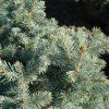 Sester Dwarf Blue Spruce #5 - Image 3